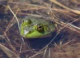 How To Deal With A Very Bad Frog