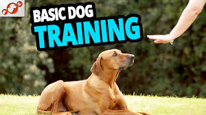The top 10 commands every dog should know