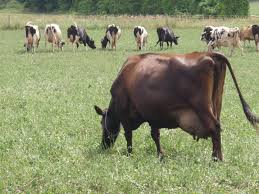 calving cow care techniques