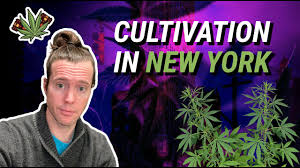 How to get a cannabis cultivation license in New York