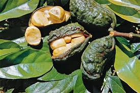 What Google Can Teach You About Kola Nut Tree