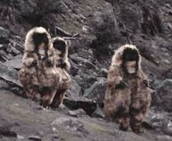 Yeti Animals or alien