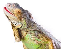 Fear? Not If You Use Common Iguana The Right Way!
