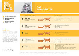 CAT SIZE MY