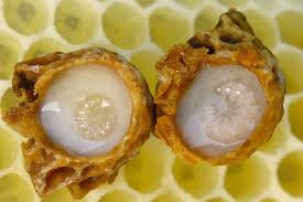 "Queen Bee's Elixir: The Fascinating Story of Royal Jelly"