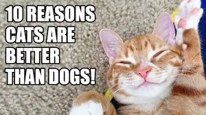 Why cats are better than dogs