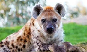 Hyena: What A Mistake!