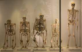 Skeletons of human history