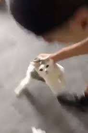 Abuse cat will Nemesis