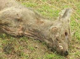 Found vieo of man filming chupacabra on farm (host of podcast gets attackde by chupacabra at the end and a struggle and some screaming can be heard)