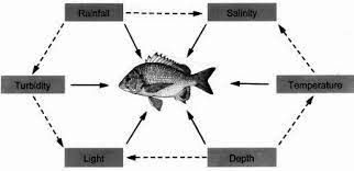 what are the physical factors needed for fishing