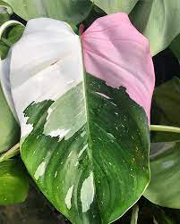 Philodendron fanatics