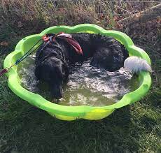 The 2 words have meanings of - "hot dog". Hot - the opposite of cold. Dog - an animal who is anyone's pet. 2 words in the food's name "Hot dog"