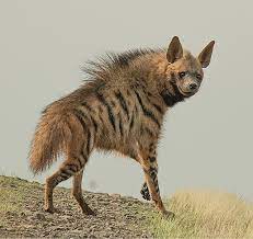 The Secret History Of Striped Hyena