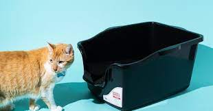 Don't Fall For This Litter Pan Scam