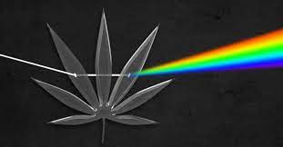 Green semen and yellow semen and marijuana use and snapping bowls of grind in bong