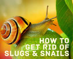 Warning: What Can You Do About Snails Right Now
