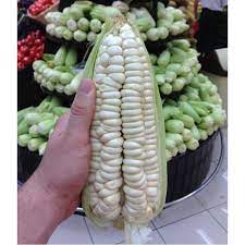 EXTRA LARGE GIGANTIC CORN!!!!!!!!