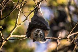 Why Ignoring European Brown Bat Will Cost You Sales