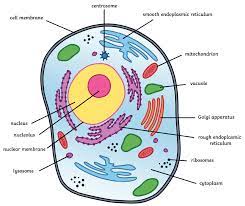 A typical animal cell