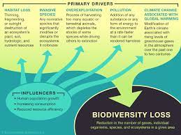 how would the decline of biodiversity, species and fauna affect society?
