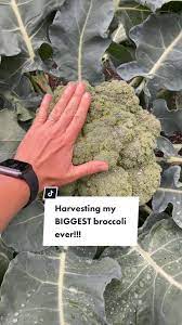 Pooping in the Mud with Fancy Broccoli