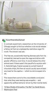 Capitalist phenomena in rat socialization