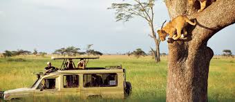 Serengeti experience