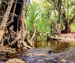 The Timber Creek Compensation Case