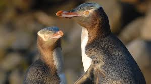Why We Should At Least Try to Start a Breeding for Yellow Eyed Penguins