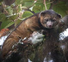 Olinguito Olingui-OH NO! IT'S ALREADY ENDANGERED!