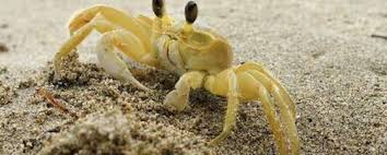 Why did the earthquake notices about something of the crab?