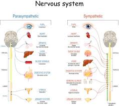 The Science Behind Mindfulness