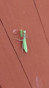 Don't Fall For This Praying Mantis Scam