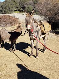A Pet Donkey Disappeared In California Five Years Ago Hes Been Spotted Living With A Herd Of Wild Elk